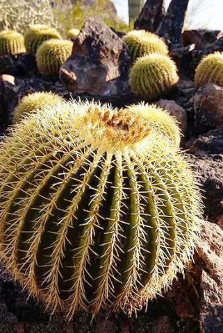 Echinocactus_grussonii_4