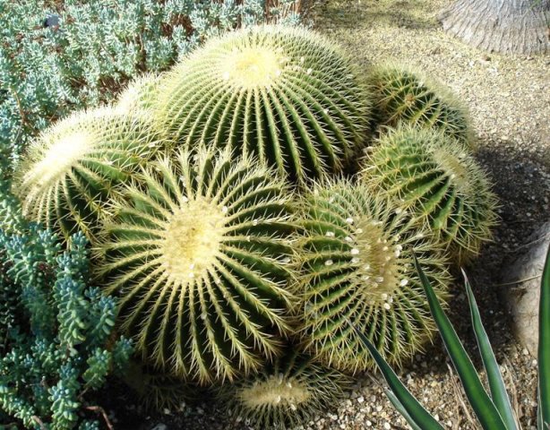 Echinocactus_grussonii_5