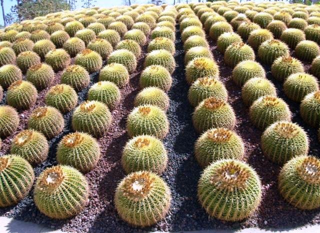 Echinocactus_grussonii_6