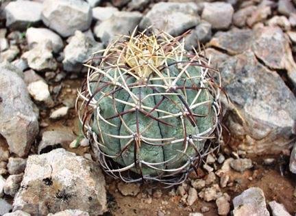 Echinocactus_horizonthalonius