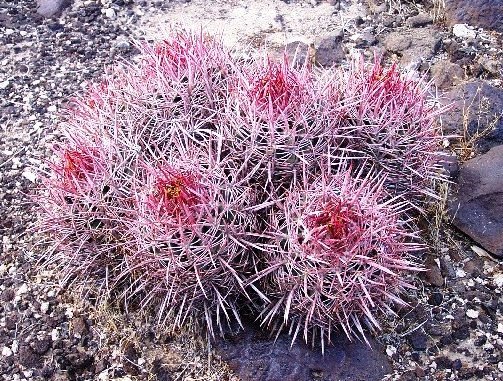 Echinocactus_polycephalus