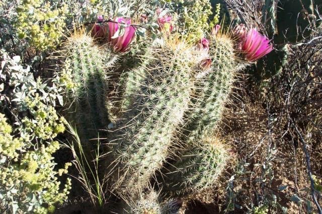 Echinocereus_fasciculatus