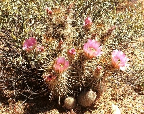 Echinocereus_nicholiian_Mammillari_microcarpa