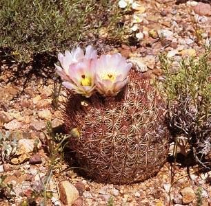 Echinomastus_erectocentrus