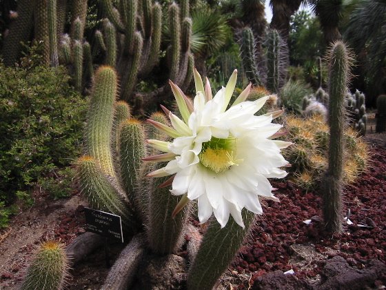 Echinopsis_1