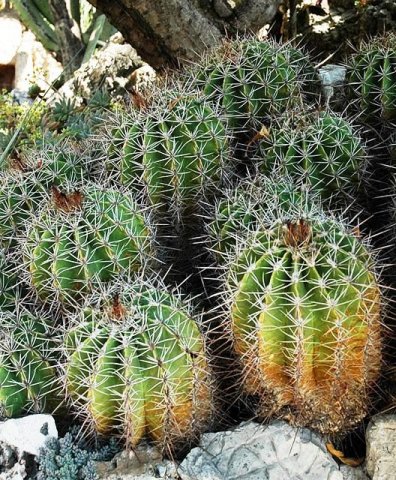 Ferocactus_flavovirens_2