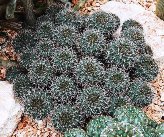 Gymnocalycium_ourselianum