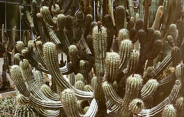 Gymnocereus_microspermus_1