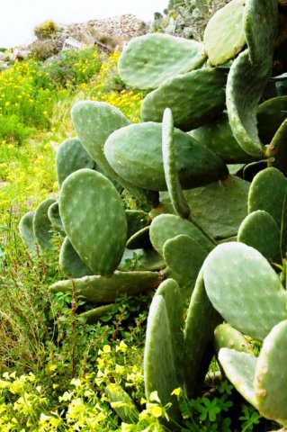 Opuntia_1
