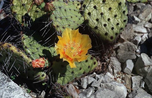 Opuntia_2