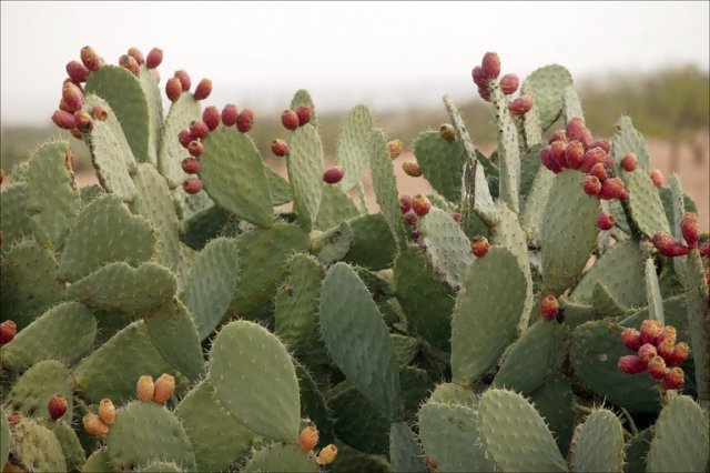 Opuntia_6