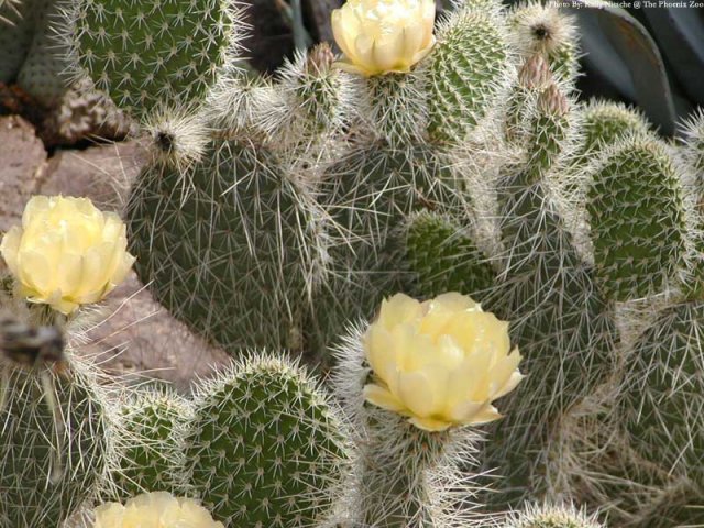 Opuntia_flowers