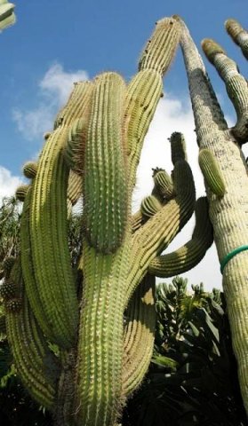Trichocereus_pasacana