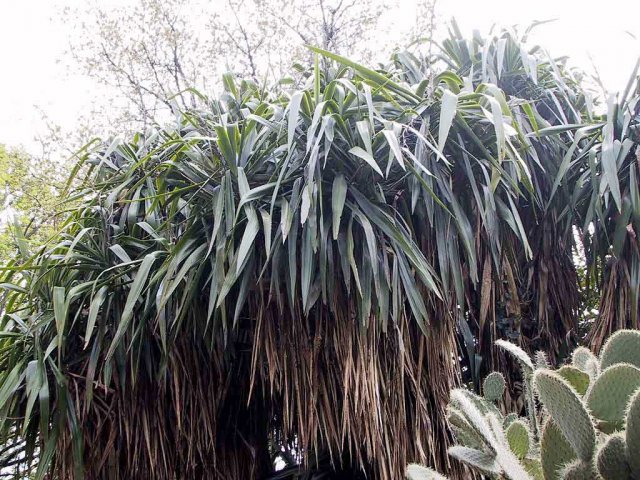 Yucca_elephantipes