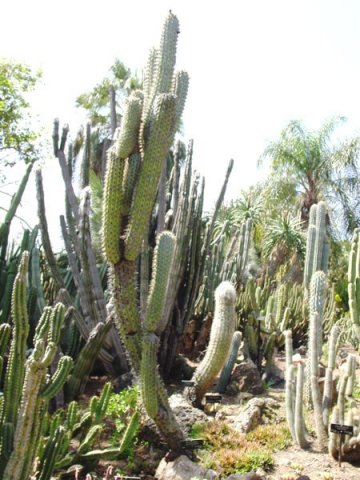 browningia_hertlingiana_1