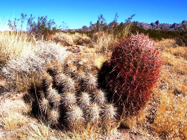 cacti_2