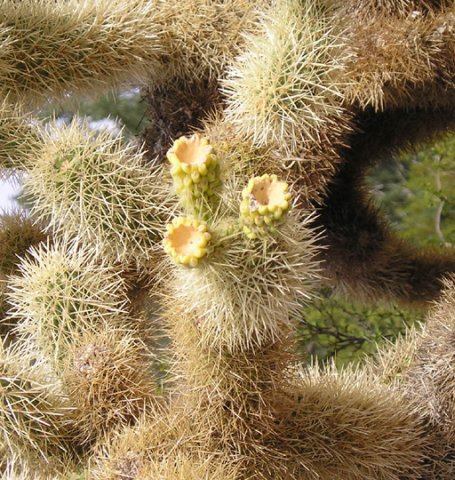 cactus_1