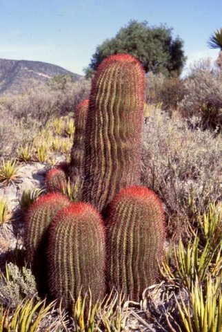 cactus_5