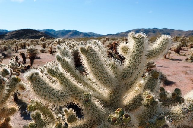 cholla-5