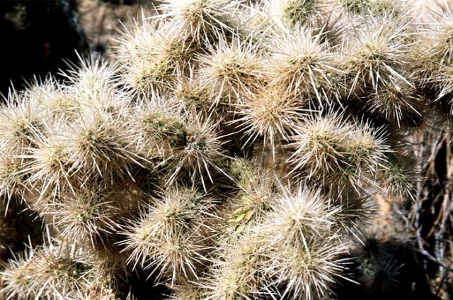 cholla_4