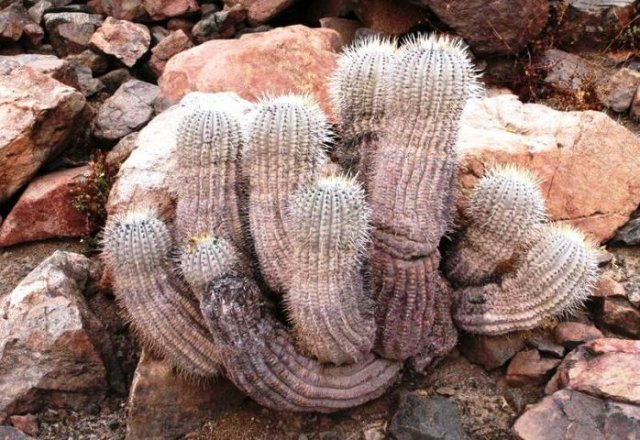 copiapoa_cinerea_3