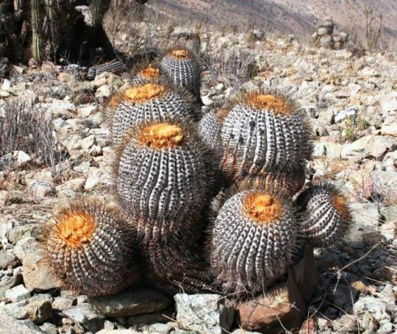 copiapoa_cinerea_ssp_haseltoniana