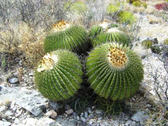 echinocactus_platyacanthus