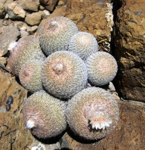 epithelanta_micromeris