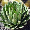 Agave_viktoria_reginae_1