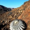 Copiapoa_cinerea_2