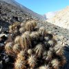 Copiapoa_solaris