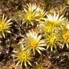 Coryphantha_missouriensis