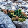 Crithmum_maritimum