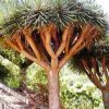 Dragon_tree