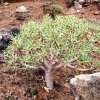 Euphorbia_balsamifera