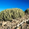 Euphorbia_canariensis