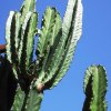 Euphorbia_ingens_1