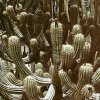 Gymnocereus_microspermus_1