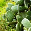 Opuntia_1
