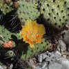 Opuntia_2