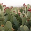 Opuntia_6