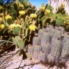 cacti