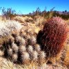cacti_2