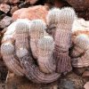copiapoa_cinerea_3