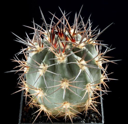 Acanthocalycium_catamarcens