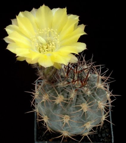 Acanthocalycium_catamarcens_1