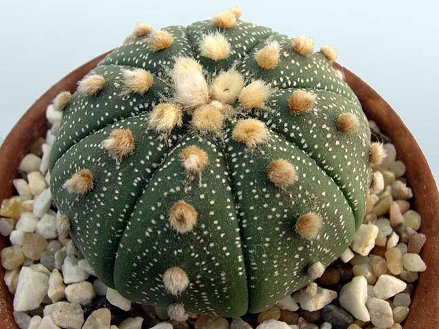 Acanthocalycium_catamarcens_2