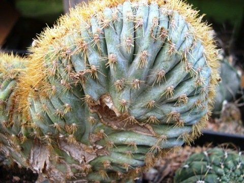 Acanthocalycium_catamarcense_fa._cristata