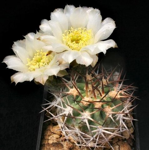 Acanthocalycium_chionanthum