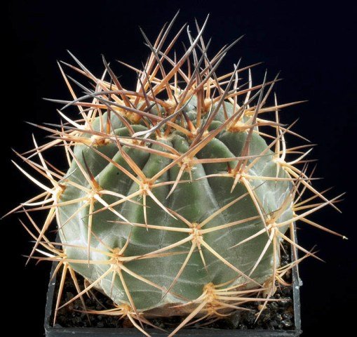 Acanthocalycium_erythranthum